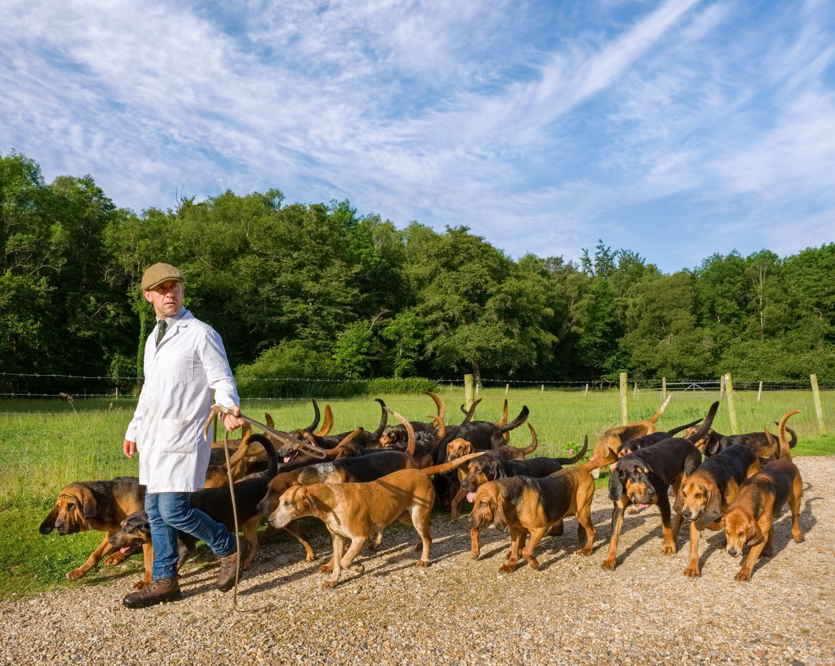 The New Forest Hounds